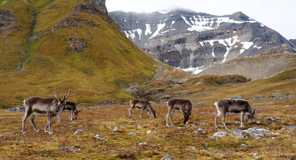 Les rennes du Svalbard